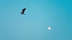 精灵壁纸官网-精灵壁纸下载-海量4K动态壁纸大全