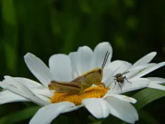雏菊高清摄影素材