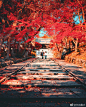 我只在京都和奈良拍摄了24小时
我非常喜欢秋叶 ​​​​