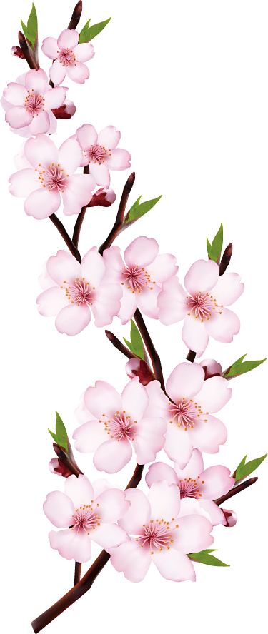 绿植草木花卉素材专注电商资源采集144png素材透明素材png图片绿色