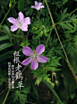 阿蒙的相册-阿蒙的植物（第陆季)——貳零壹叁（二）