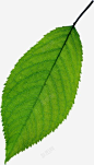 树木叶子高清素材 淘宝店招素材 红叶 绿叶子 花瓣 贴图叶子 元素 免抠png 设计图片 免费下载