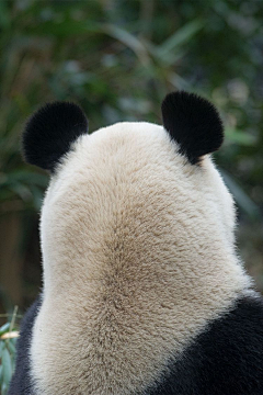张小偲采集到视觉 # 【动物世界】