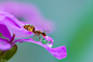 Photograph Lucky ant by Miki Asai on 500px