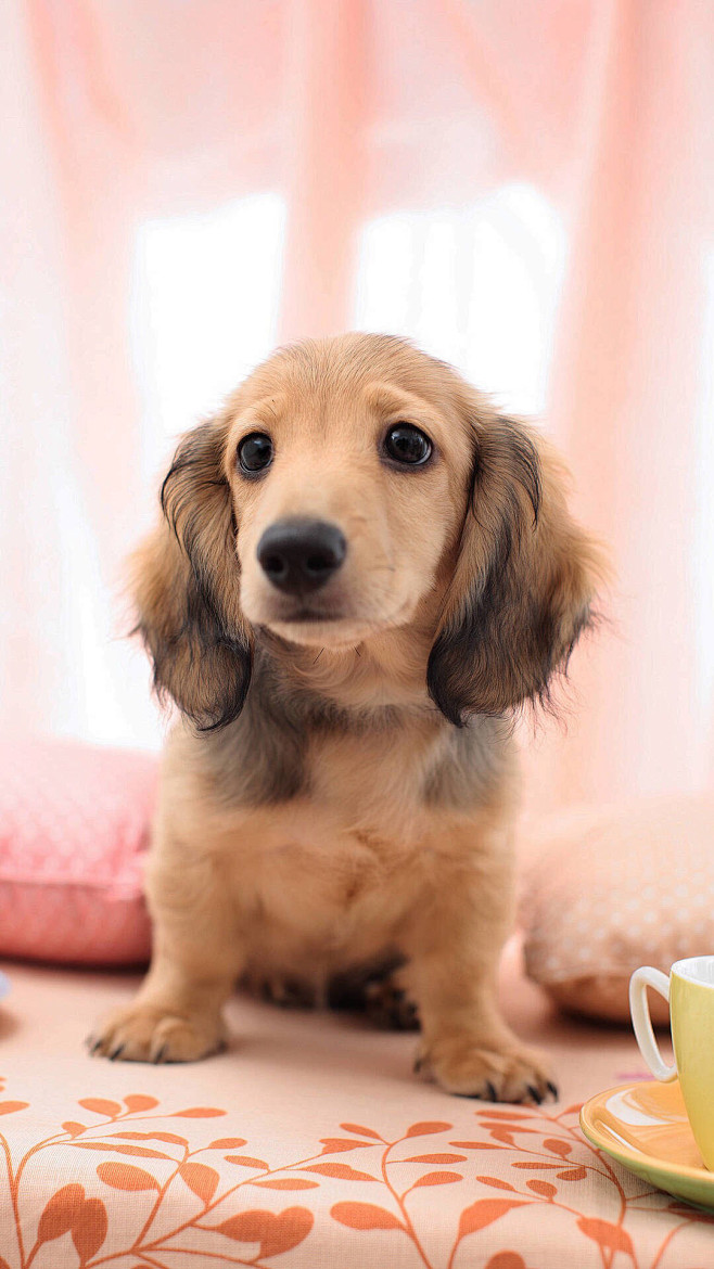 猫狗兔子萌宠宠物摄影写真