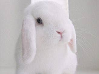 可爱萌兔子图片