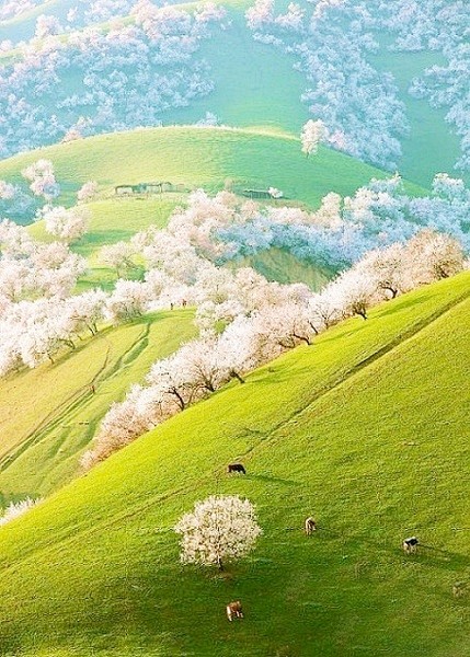 天然野生杏花沟，新疆新源吐尔根。旅游 美...