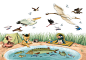 birds book cover book illustration danube delta digital ILLUSTRATION  non-fiction pencil Poetry  species