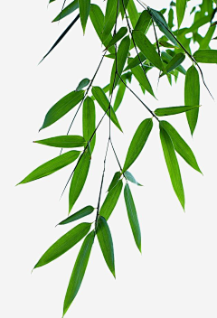 三分熱度7采集到四月清明节活动