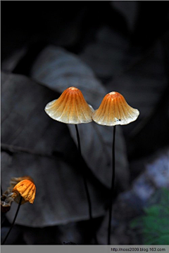 rocl采集到场景=植物-菌-