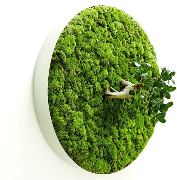 moss: