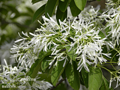 青都山水郎采集到观赏植物学