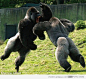 Gorilla fight 