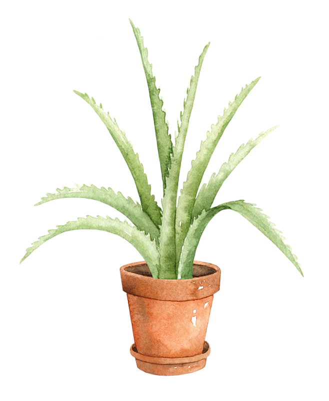室内绿色植物_PNG免抠： <a cla...
