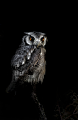 Photograph Owl! by Sue Demetriou on 500px