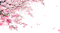 花瓣绿叶