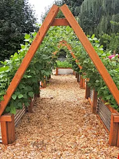 Love the Raised bed: