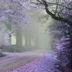 烟花雨漫天采集到美景·美图·美语