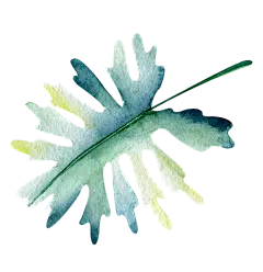 100种夏威夷热带生物水彩高清插图PNG免扣素材合集包 Tropicana