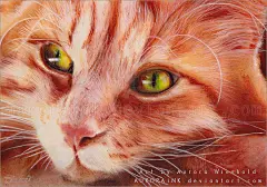 猫之插画图集丨绘画动画素描水彩手绘临摹案例