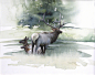 美国水彩画家 Morten E Solberg 画笔下的野生动物  |  www.mortenesolberg.com ​​​​