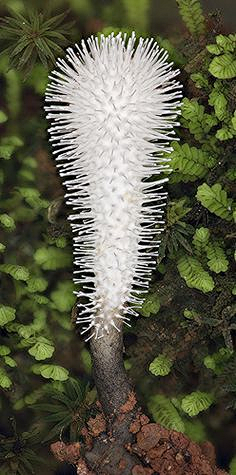 comthe tiny stalked scarlet cup (sarcoscypha occ.