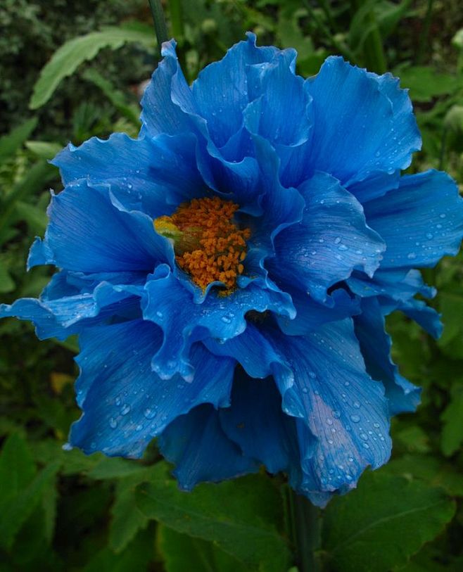 Blue Poppy