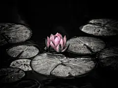 黑色背景花卉电脑桌面壁纸_360图片