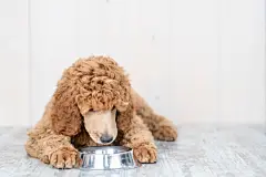 点击来源直接获取大图文件 |贵宾犬幼犬在家中从盘子里吃东西。留空文本
