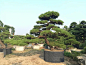 造型黑松