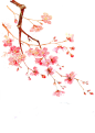 桃花PNG