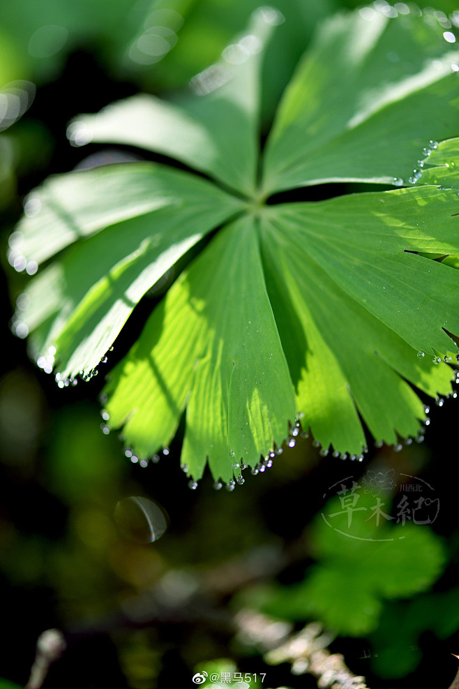 独叶草 Kingdonia uniflo...
