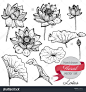 Vector Set Of Hand Drawn Lotus Flowers And Leaves. Sketch Floral Botany Collection In Graphic Black And White Style - 371082911 : Shutterstock: 