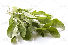 新鲜rucola