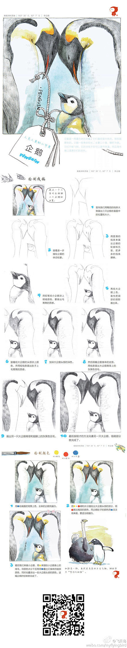 【水彩教程】企鹅。