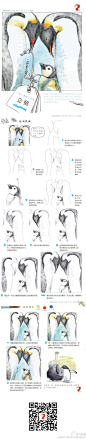 【水彩教程】企鹅。