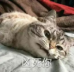 超凶猫咪表情包，还有更凶的表情包吗！分享一波喽 ​​​​