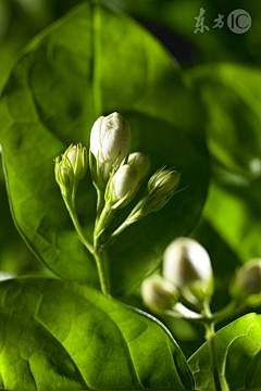 那一抹的时光采集到叶子 花 茶png