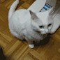 有一种游戏叫“猫爪必须在上” #喵星人# #喵# #萌#