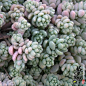 大姬星美人 Sedum dasyphyllum 'Opaline'