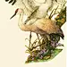 美国画师 Teagan White-水彩纹理质感植物动物植物花卉温暖鸟白鹭昆虫蝉