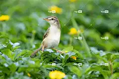 云雀 花卉背景 花壁纸 鸟 坐 花朵 树叶 羽毛 喙 账单
