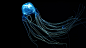 General 1920x1080 jellyfish underwater