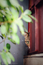 猫の眼