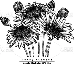 简单,贺卡,边框,复古风格,铅笔画,植物,夏天,线条画,草图,绘画插图