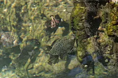 水,美,褐色,水平画幅,无人,运河,红树林,沼泽,户外,泰国