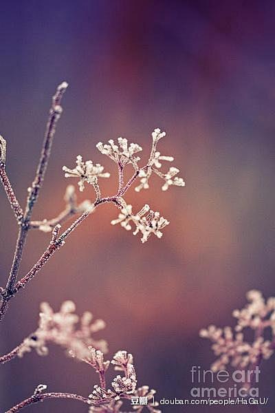 你是否和我一样❉等待着那场不会再来的雪