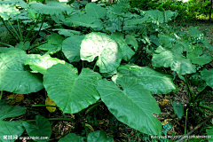 露游子采集到植物