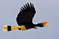 The massive Rhinoceros Hornbill (Buceros rhinoceros) is one of several fantastic hornbills that occur in the rainforests of Borneo. This bird was photographed as it flew across the Kinabatangan River in Sabah, Northern Borneo.