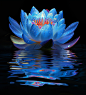 suyunkai_Blue_lotus_flower_on_the_water_surface_with_a_reflecti_2 (1)